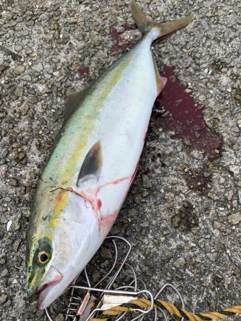 小物〜大物狙い