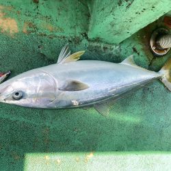 ポイントがちがいますよ