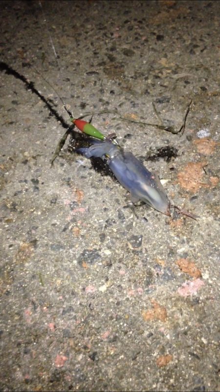 ケンサキイカ狙い