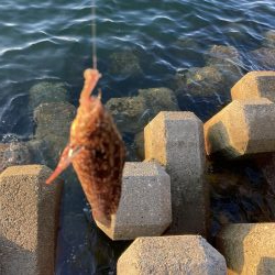 東二見人工島前打ちカサゴカンダイ