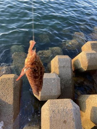 東二見人工島前打ちカサゴカンダイ