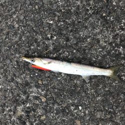 終わりかけのカマス