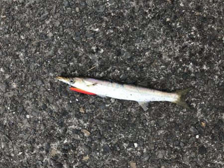 終わりかけのカマス