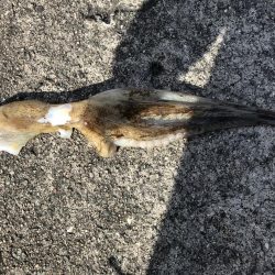 ショアジギングでシオ！&タコ！