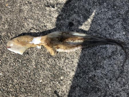 ショアジギングでシオ！&タコ！