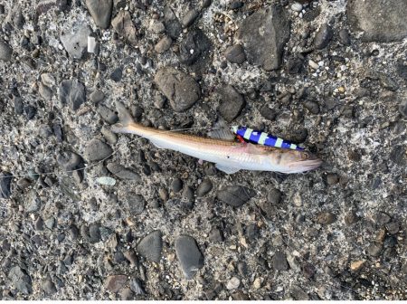 ウキとルアーでタチウオ釣り