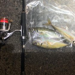 深夜のアジング釣行