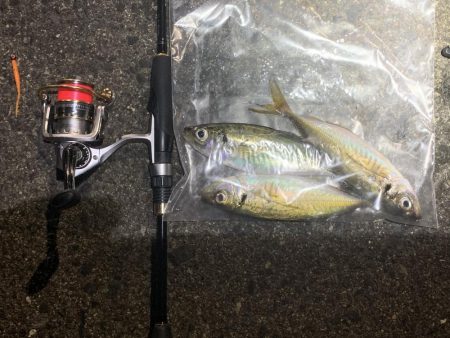 深夜のアジング釣行