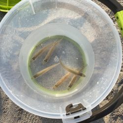 朝からキス狙い