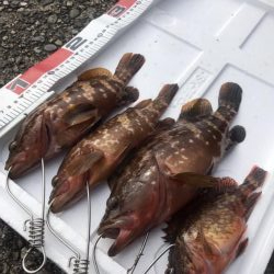 梅雨明けの根魚祭り