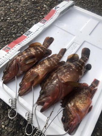 梅雨明けの根魚祭り