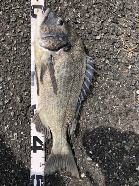 イチノ兄弟、釣果！