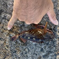 本荘人工島ヘチ釣り五目