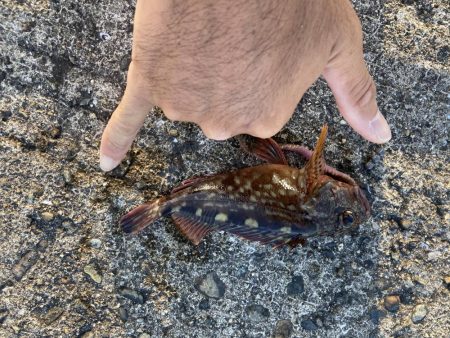本荘人工島ヘチ釣り五目