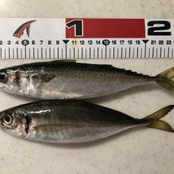 今年初タチウオ