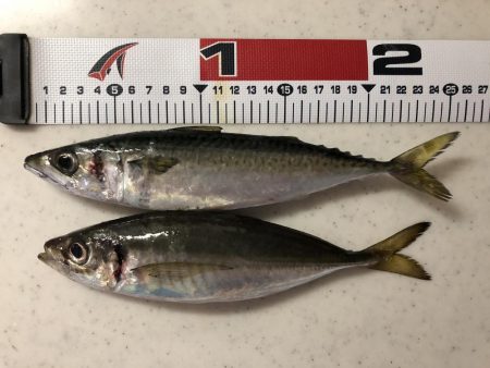 今年初タチウオ