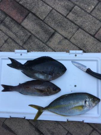 津島付近でシマアジ