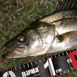 円山川シーバス