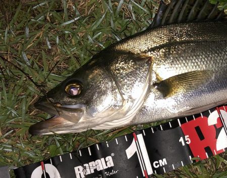 円山川シーバス