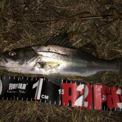 円山川シーバス