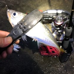 朝マズメアジング