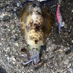 県南で400ぐらいの泥障烏賊