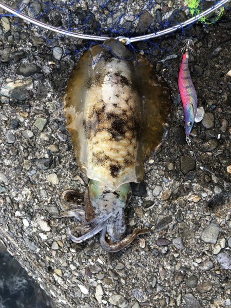 県南で400ぐらいの泥障烏賊