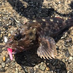 武庫一でライトワインド!