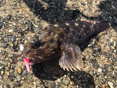 武庫一でライトワインド！