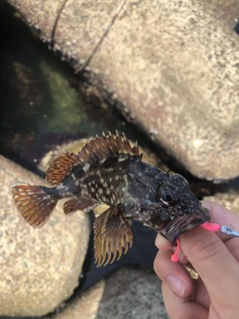 がしらとたけのこ