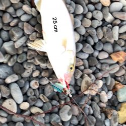 ショアジギング