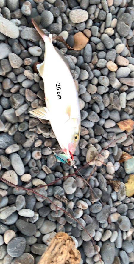 ショアジギング