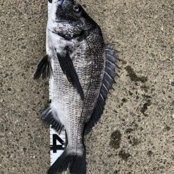 イチノ兄弟、釣果！