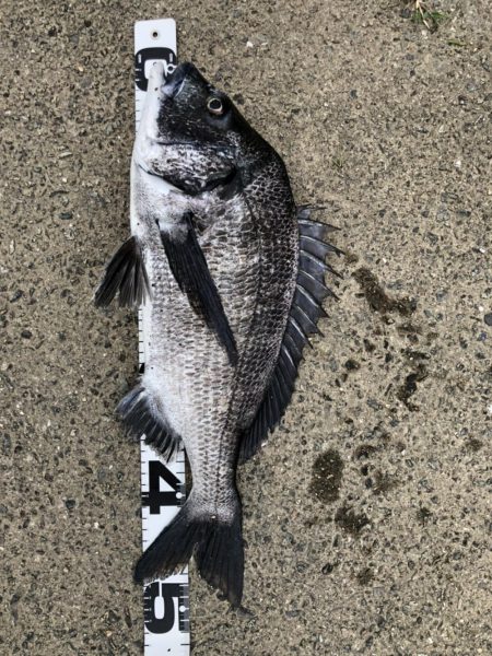 イチノ兄弟、釣果！