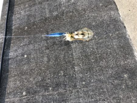 イカ釣り