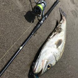 炎天下ランカーシーバス