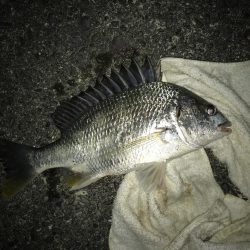 サナギフカセ2nd