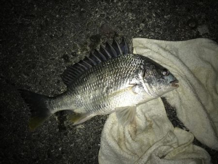 サナギフカセ2nd