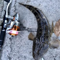 マゴチ自己記録