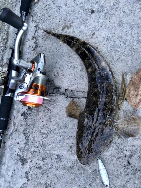 マゴチ自己記録