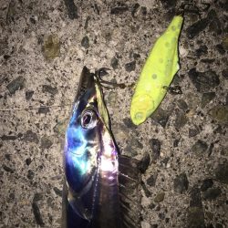 ハマチ! タチウオ!