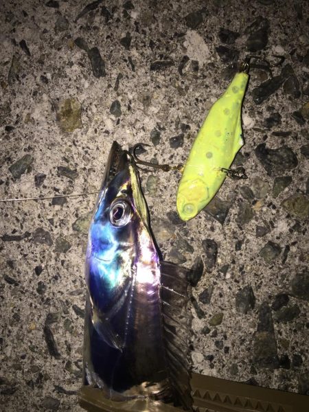 ハマチ! タチウオ!