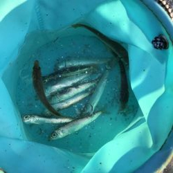 のませでがっしー