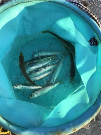 のませでがっしー