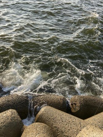 忠岡高場テトラ前打ちチヌ黒鯛