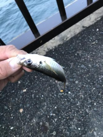 青物不在！アジ渋め