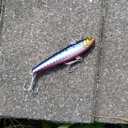 ボラに引っ張ってもらいました。チニングに行ったのに。