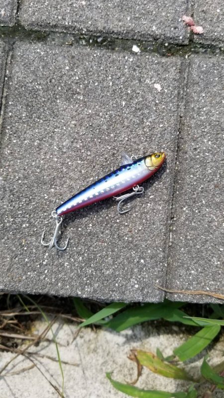 ボラに引っ張ってもらいました。チニングに行ったのに。