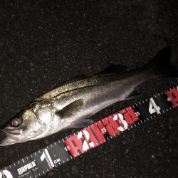 円山川シーバス