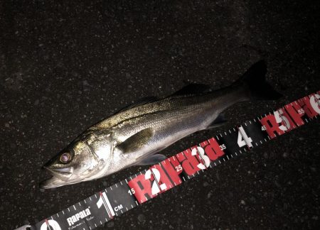 円山川シーバス